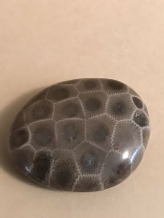 Polished Petoskey Stone 0.  75oz,  4.  1” Circumference