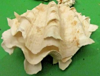 Toe Nail Clam Shells Tridacna Fluted Both Sides Display Specimen Estate