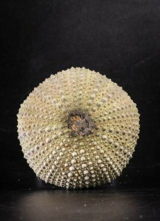 88254 - Top 2.  34 " Psammechinus Miliaris (sea Urchin) Upper Pleistocene