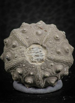 07364 - Top Quality 0.  85 Inch Goniopygus Menardi (sea Urchin) Upper Cretaceous