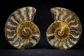 20870 - Cut & Polished 2.  49 Inch Cleoniceras Sp Cretaceous Ammonite Madagascar