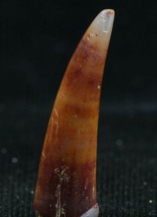 06113 - Top Rare 0.  72 Inch Aidachar Pankowskii Predatory Cretaceous Fish Tooth