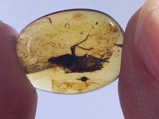 Big Unique Cicada Larva Burmite Myanmar Burmese Amber Insect Fossil Dinosaur Age