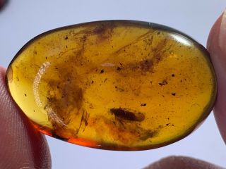 4.  8g Unique Cicada Burmite Myanmar Burmese Amber Insect Fossil From Dinosaur Age