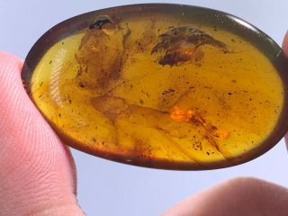 4.  8g unique cicada Burmite Myanmar Burmese Amber insect fossil from dinosaur age 2