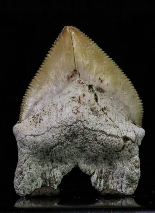 20232 - Top Huge 1.  55 Inch Squalicorax Pristodontus (crow Shark) Tooth