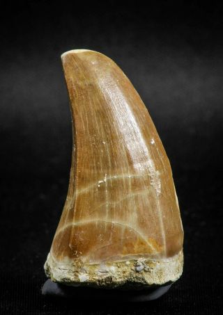 04981 - Top Rare 1.  81 Inch Huge Tylosaurus Sp (mosasaur) Tooth Late Cretaceous
