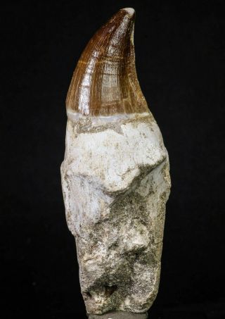 20213 - Top Huge Rooted 4.  62 Inch Mosasaur (prognathodon Anceps) Tooth
