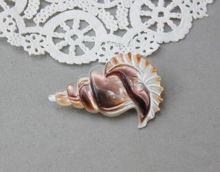Antique Black Lip Sea Shell Mother Of Pearl Carved Pin Conch Trombone Closure