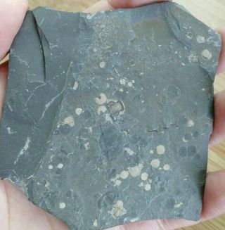 Rare Agnostida Trilobite Fossil,  Cambrian,  Feixian,  Shandong,  China Ag31