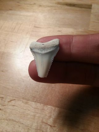 7/8 " Great White Shark Tooth Juvenile Shark Tooth Pathological