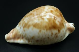 Large Cypraea Umbilia hesitata F,  97.  7 mm Australia cowrie seashell IG 3