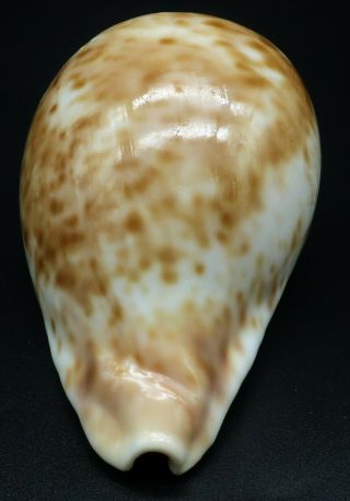 Large Cypraea Umbilia hesitata F,  97.  7 mm Australia cowrie seashell IG 4