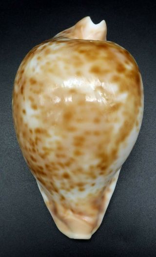 Large Cypraea Umbilia hesitata F,  97.  7 mm Australia cowrie seashell IG 5