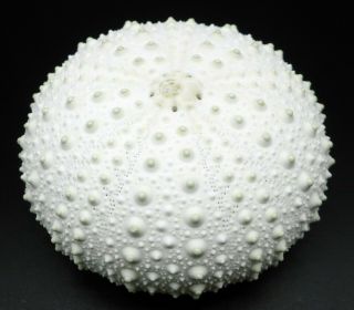 Pristine Albinistic Heliocidaris Erythrogramma 49.  3 Mm Australia Sea Urchin