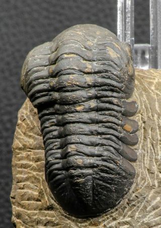07985 - Top Rare Detailed 2.  37 Inch Reedops Sp Lower Devonian Trilobite
