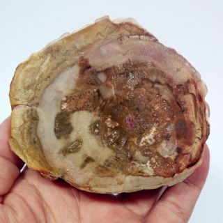 3.  1 " 266g Natural Petrified Wood Agate Fossil Slice Display Madagascar Y270