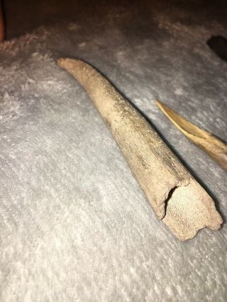 Indian Artifact Bone Tools Found In Kentucky 5