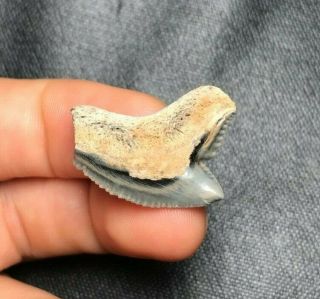 Sharp 1.  08 " Tiger Shark Tooth Fossil Sharks Necklace Jaws Jaw Megalodon Meg