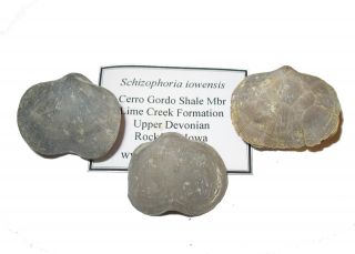 Devonian Brachiopod Fossil 1 Per Bid - Schizophoria Iowensis Cerro Gordo