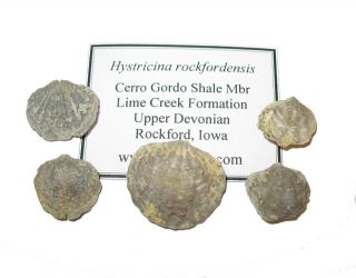 Devonian Brachiopod Fossil 1 Per Bid - Hystricina Rockfordensis Cerro Gordo