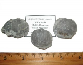 Devonian Brachiopod Fossil 1 Per Bid - Schizophoria Ferronensis Silica Shale