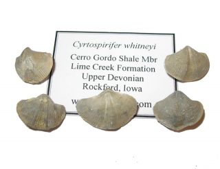 Devonian Brachiopod Fossil 1 Per Bid - Cyrtospirifa Whitneyi Cerro Gordo