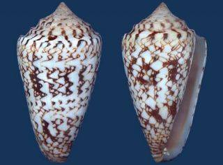 Shell Conus Locumtenens Scheh L Seashell