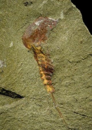 21161 - Rare Soft Bodied Xiphosurid (horseshoe Crab Ancestor) Lower Ordovician