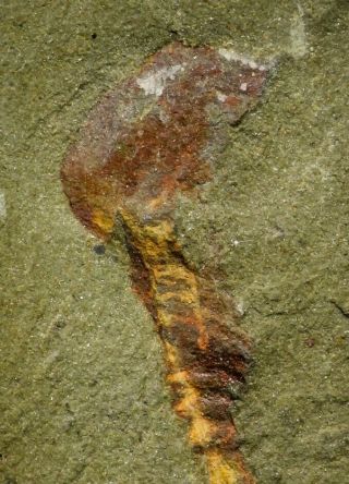 21161 - Rare Soft Bodied Xiphosurid (Horseshoe Crab Ancestor) Lower Ordovician 2