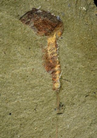 21161 - Rare Soft Bodied Xiphosurid (Horseshoe Crab Ancestor) Lower Ordovician 3