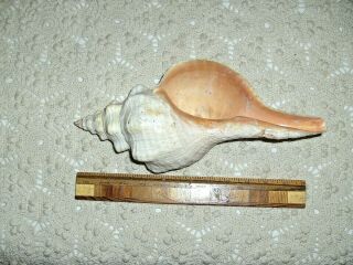 Large Vintage Pink Conch Shell 13 " Long