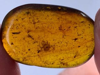 6 Unique Small Flies Burmite Myanmar Burmese Amber Insect Fossil Dinosaur Age