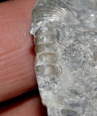 Rare Silurian Fossil Gastropod