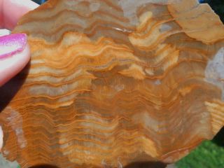 RARE Petrified Wood Slab Rough S22 Lapidary Rock Oregon Roger Mt Agate Growth Li 3