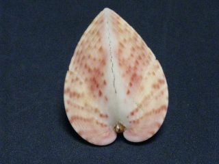 Lunulicardia Hemicardia Linnaeus,  1758 " Pink - Plate " (38.  6mm)