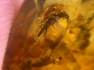 2 Rove Beetles&cricket Burmite Myanmar Burmese Amber Insect Fossil Dinosaur Age