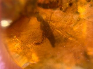 2 rove beetles&cricket Burmite Myanmar Burmese Amber insect fossil dinosaur age 2