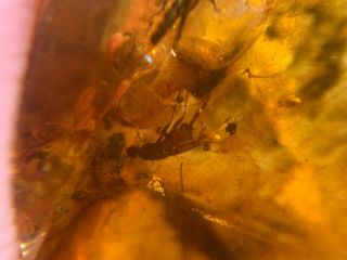 2 rove beetles&cricket Burmite Myanmar Burmese Amber insect fossil dinosaur age 3