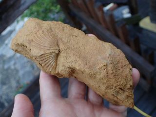 Devonian Fossil Tentaculites,  Brachiopod,  West Virginia,  Specimen Wv3