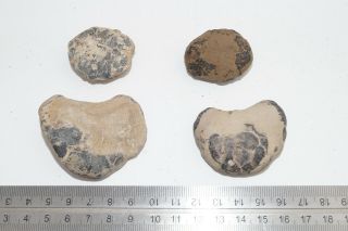 Sheppey Fossil,  Selection Of Crab Nodules,  London Clay,  Eocene