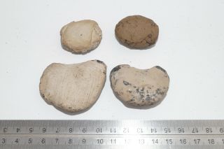 SHEPPEY FOSSIL,  SELECTION OF CRAB NODULES,  LONDON CLAY,  EOCENE 2