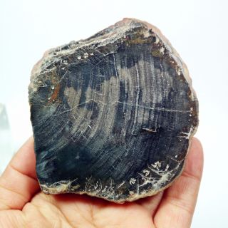 3.  46 " 167g Polished Petrified Wood Fossil Slice Display Madagascar H053