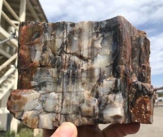 Reilly’s Rocks: Colorful Arizona Petrified Wood 5.  5 Lbs.