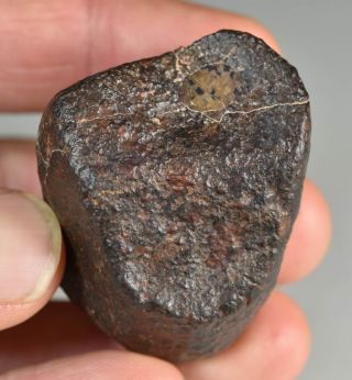And Complete Crusted Chondrite Meteorite Nwa 87,  9 G Low Metal