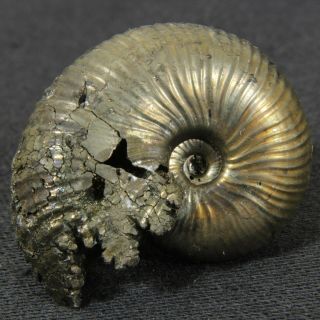 1.  1in (2.  9cm) 7g Pyritized Ammonite Funiferites Jurassic Callovian Fossil Russia