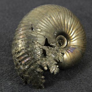 1.  1in (2.  9cm) 7g pyritized Ammonite Funiferites Jurassic Callovian fossil Russia 2