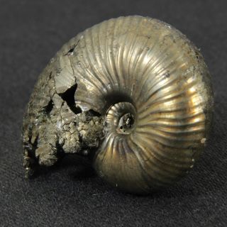 1.  1in (2.  9cm) 7g pyritized Ammonite Funiferites Jurassic Callovian fossil Russia 3
