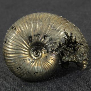 1.  1in (2.  9cm) 7g pyritized Ammonite Funiferites Jurassic Callovian fossil Russia 4