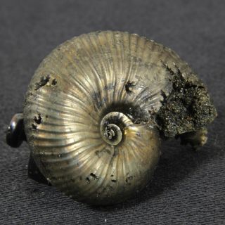 1.  1in (2.  9cm) 7g pyritized Ammonite Funiferites Jurassic Callovian fossil Russia 5